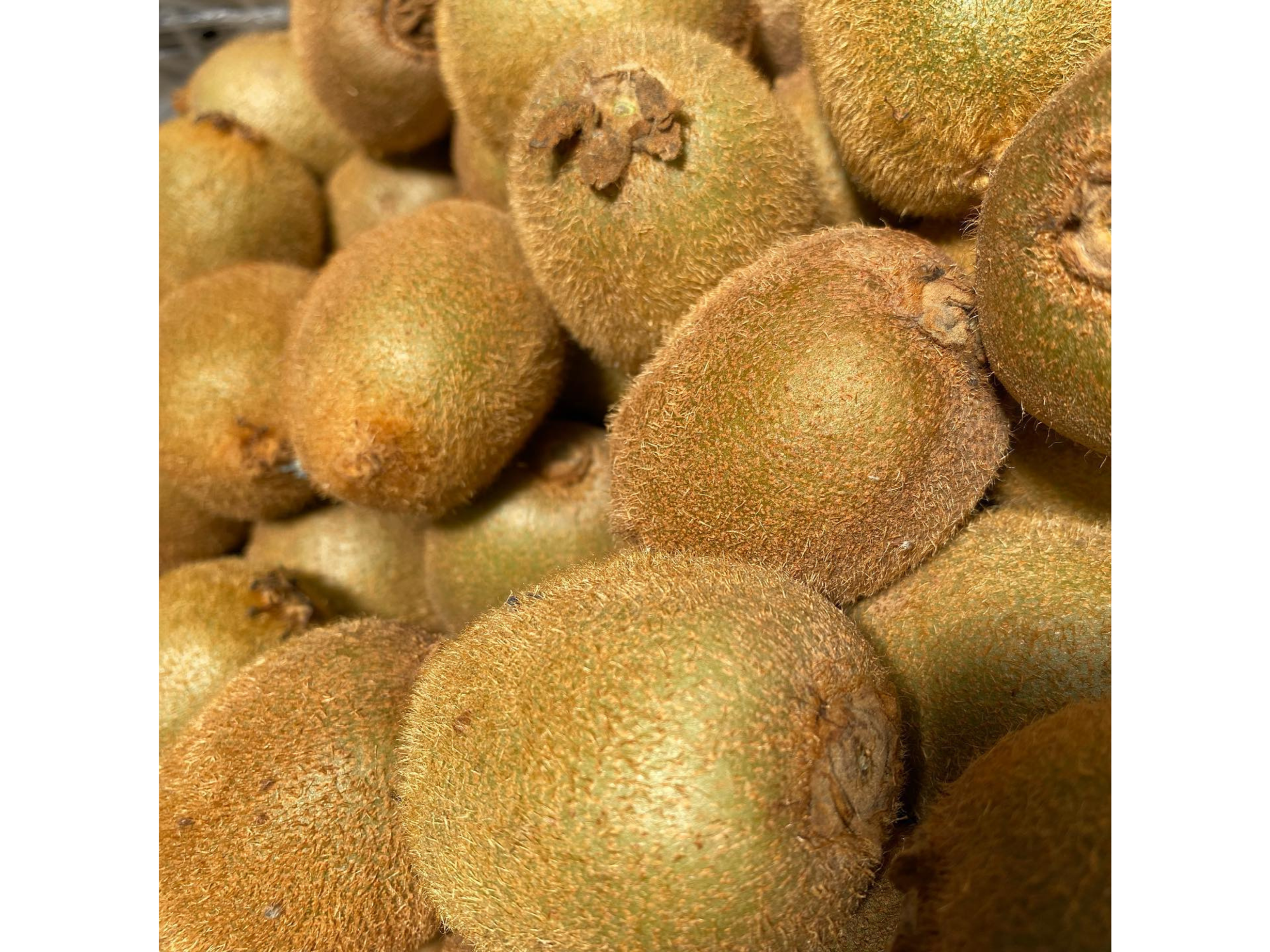 Kiwi