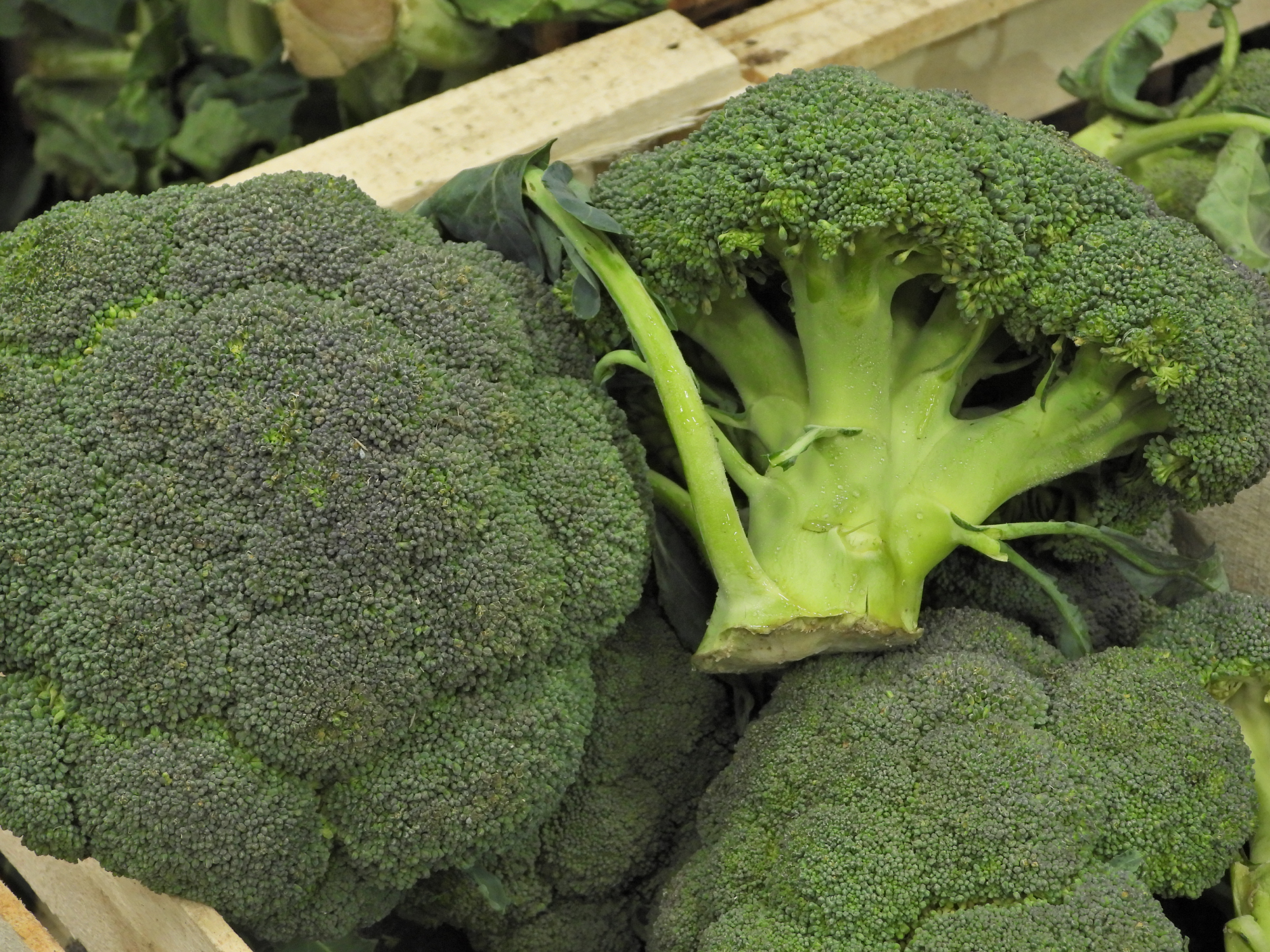 Cajón de Brocoli