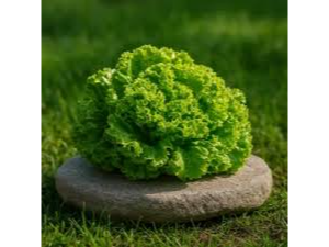 Lechuga Crespa