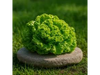 Lechuga Crespa