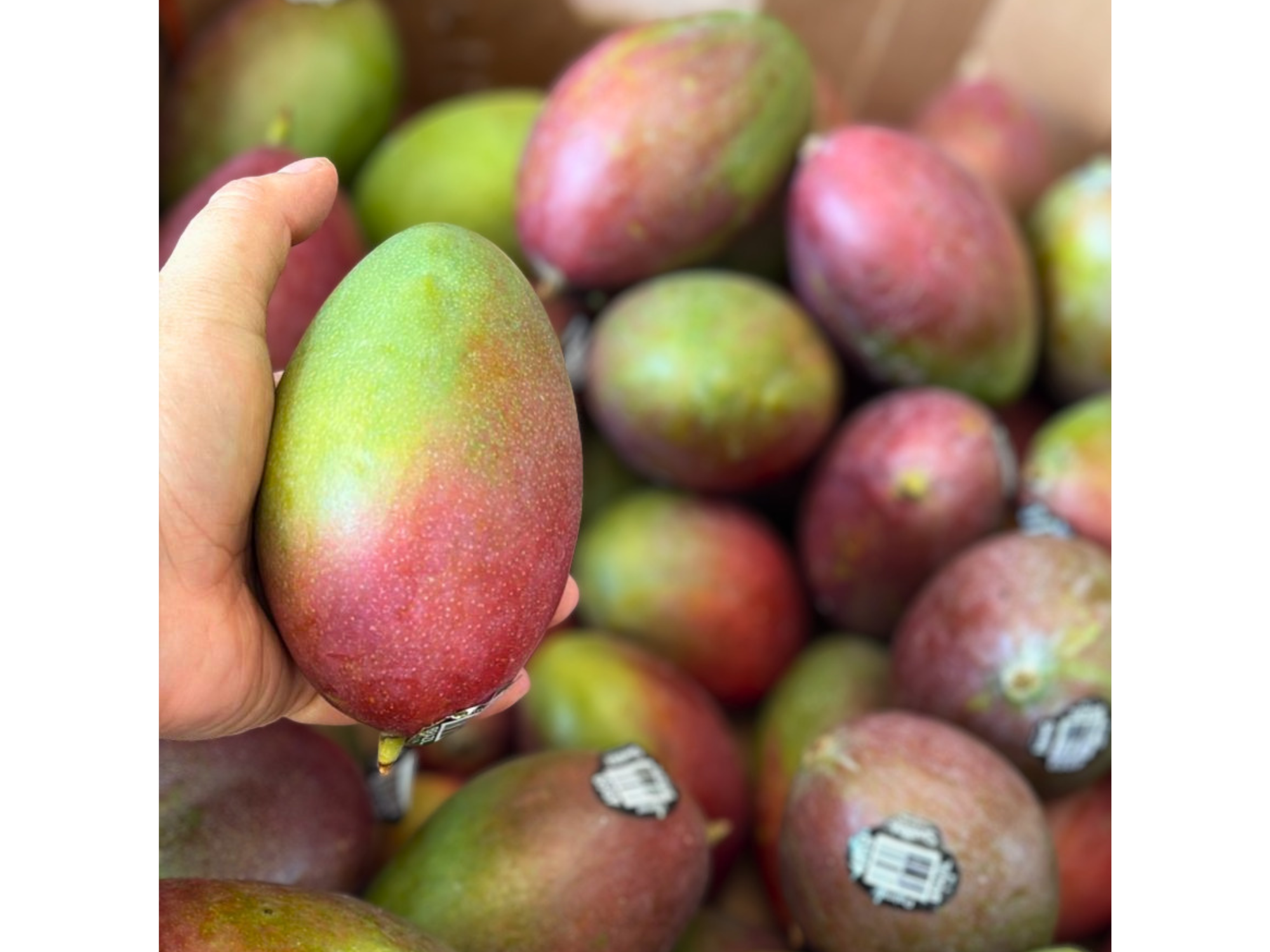 Mango