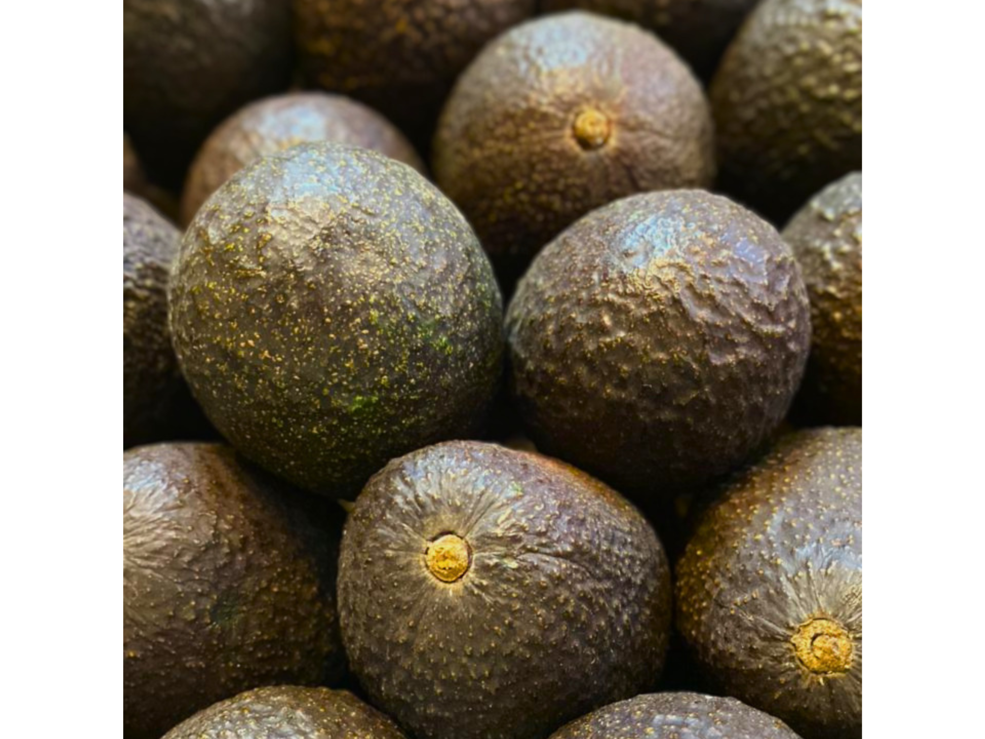 Palta Hass