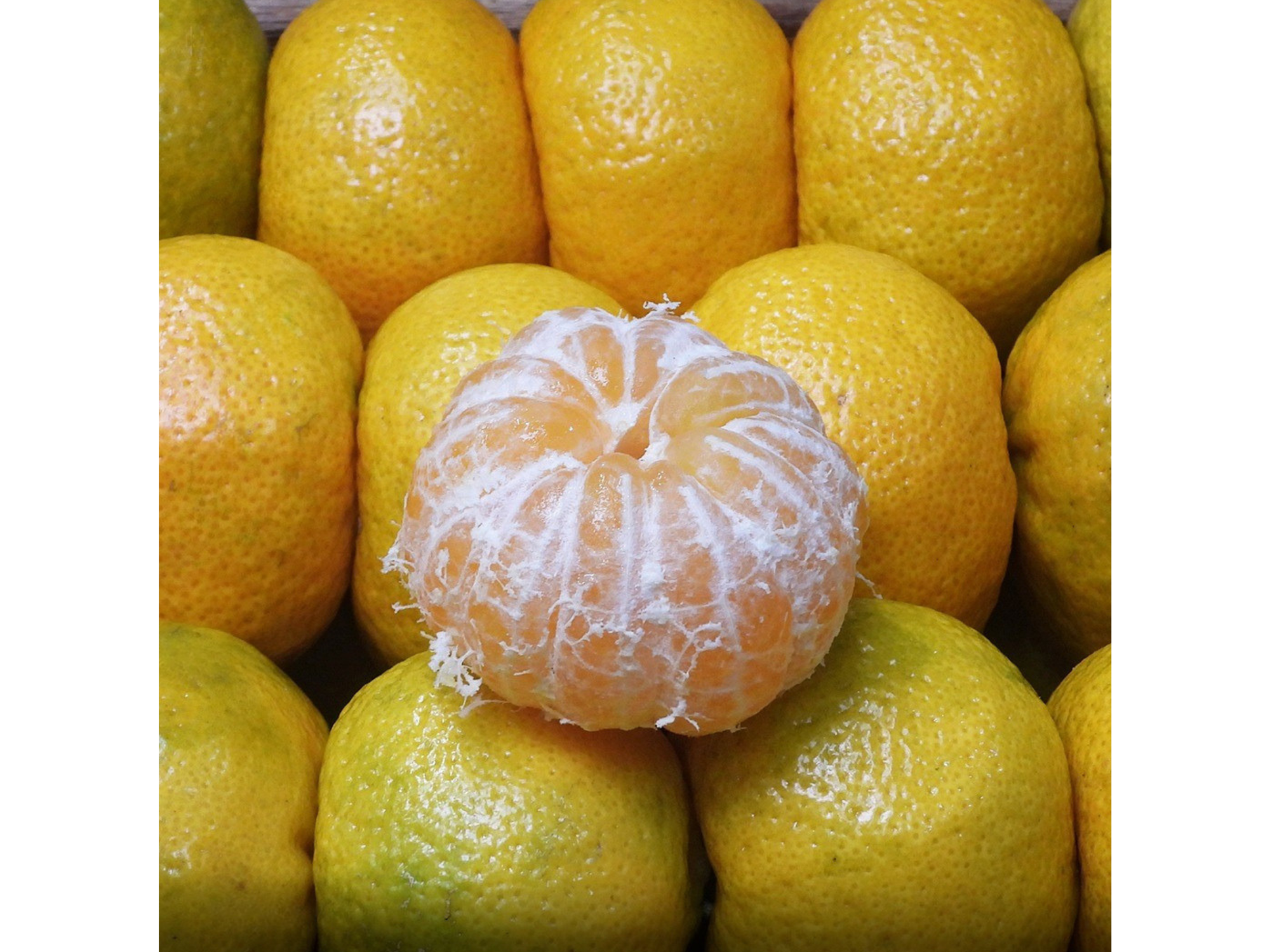 Mandarina