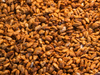 Girasol caramelizado