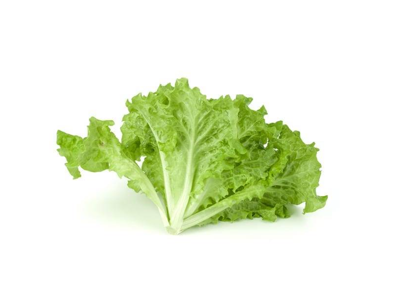 LECHUGA