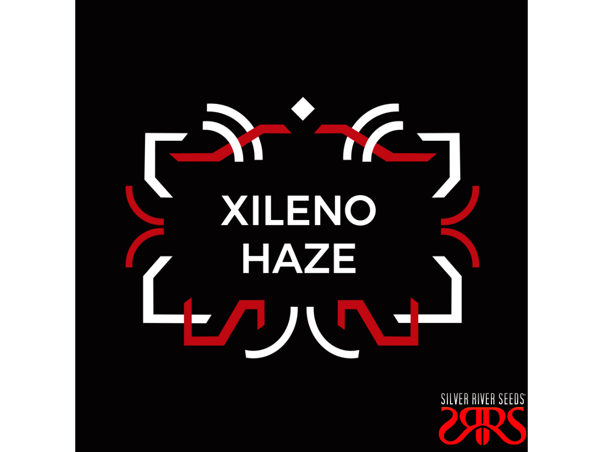 Xileno Haze
