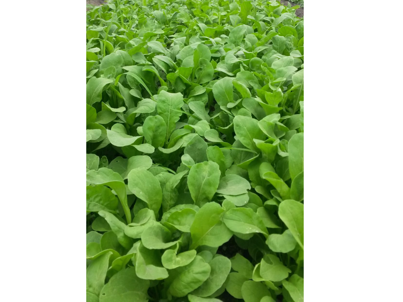 RUCULA X 500 Gr (5-63) de RIE LA HUERTA