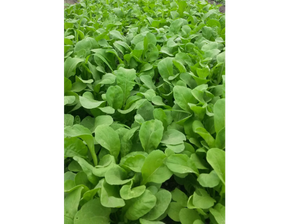 RUCULA X 500 Gr (5-63) de RIE LA HUERTA
