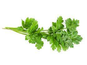 CILANTRO X 100 Gr (2011)
