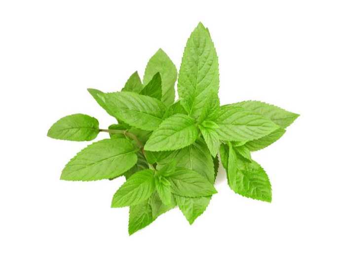 MENTA X 100 Gr (1-71)