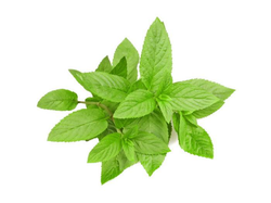 MENTA X 100 Gr (2019)