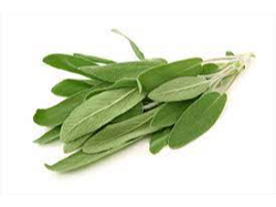 SALVIA X 100 Gr (2017)