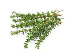 TOMILLO X 100 Gr ( 2023)