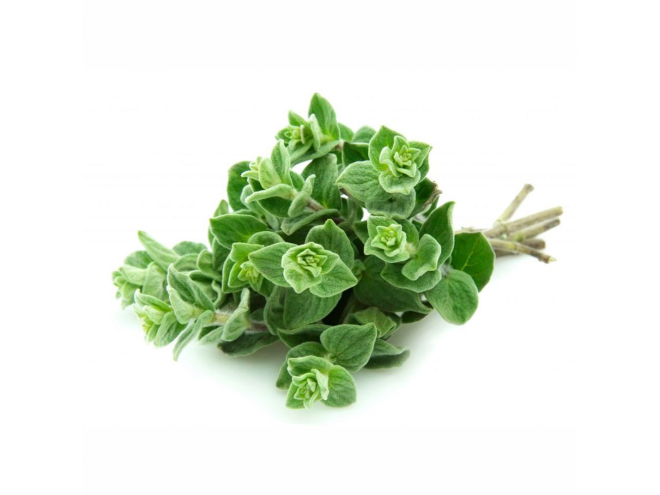 OREGANO X 100 Gr. (1-)