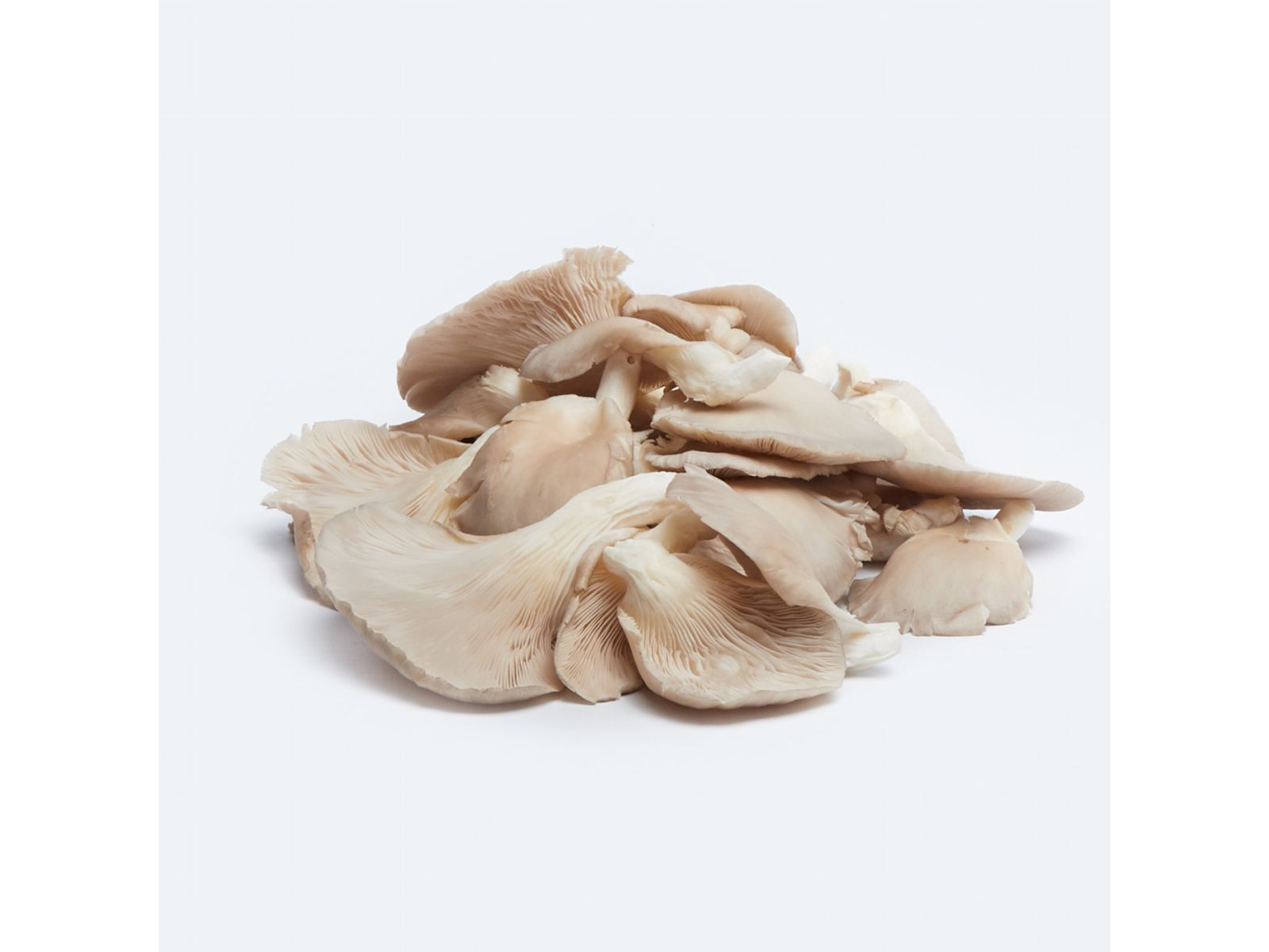 HONGOS GIRGOLAS X 250grs () (Copia)