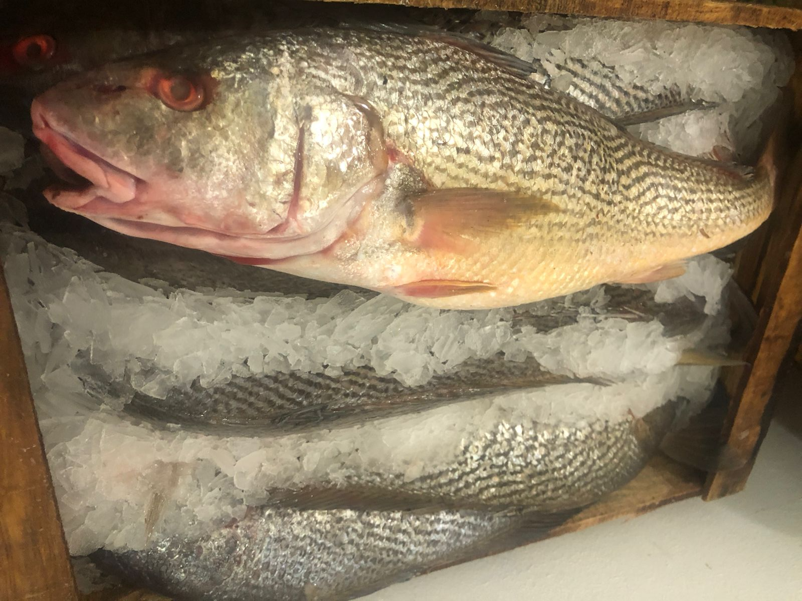 Corvina