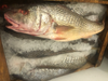 Corvina