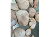 abadejo -medallon