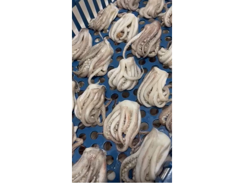 Calamar  Tentaculos cogelados en tierra