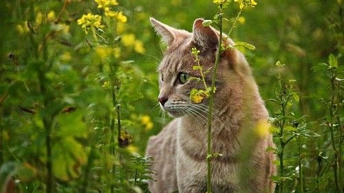 Gato