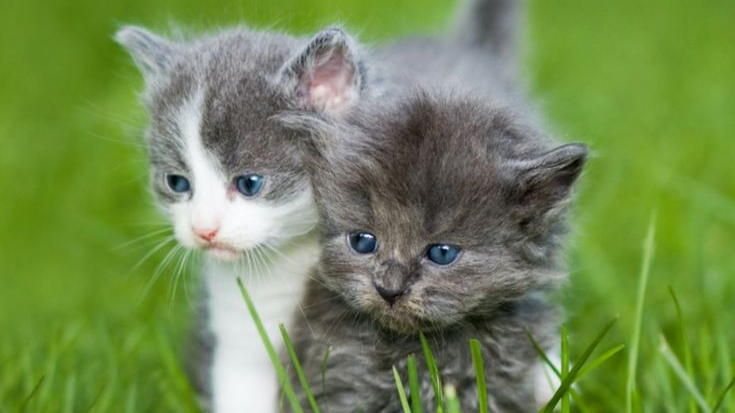 Gatito
