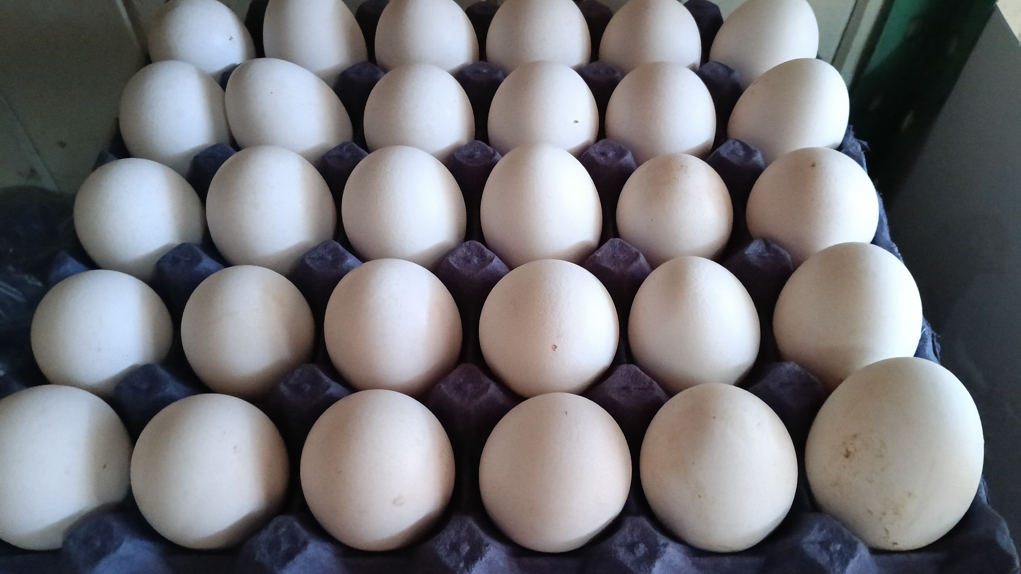 HUEVOS