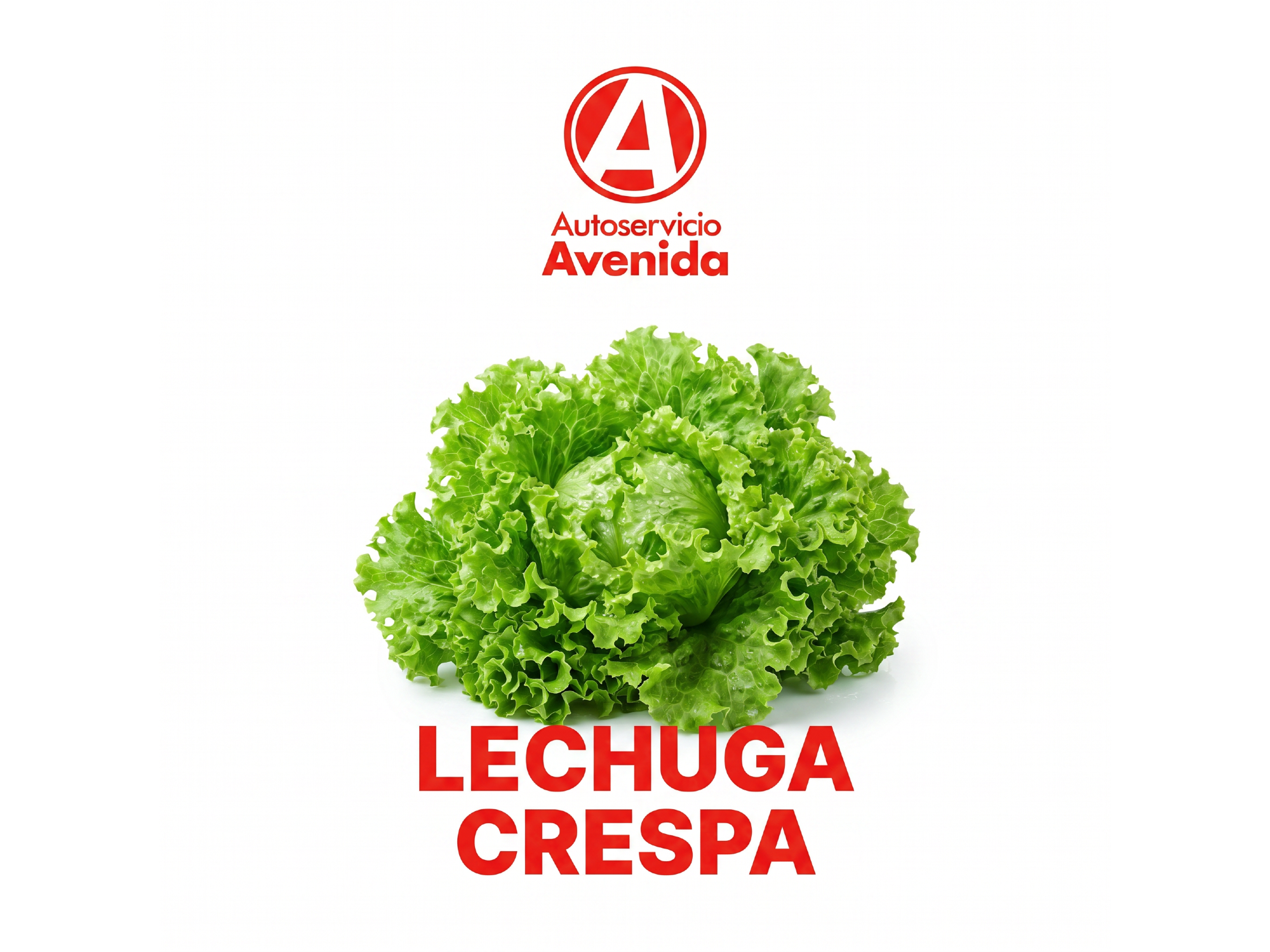 Lechuga Crespa