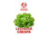 Lechuga Crespa