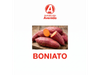 Boniato
