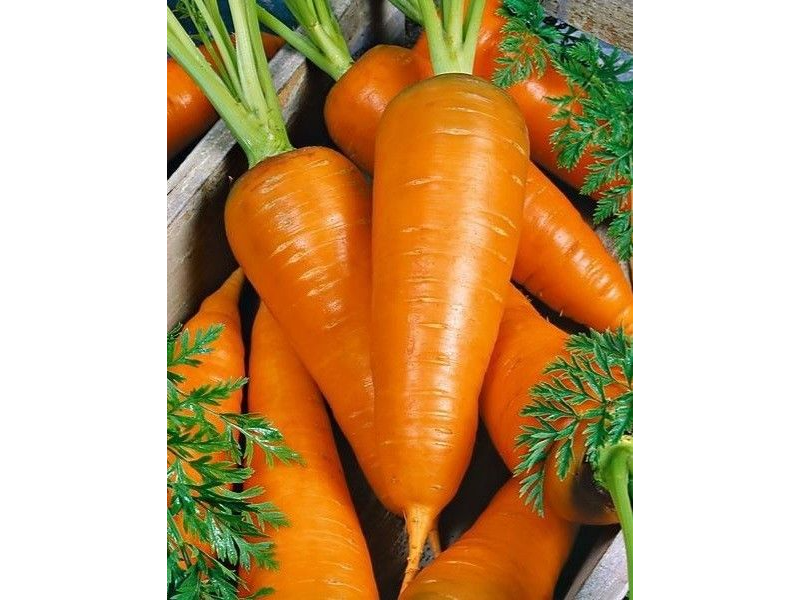 Zanahoria de 10 kilo