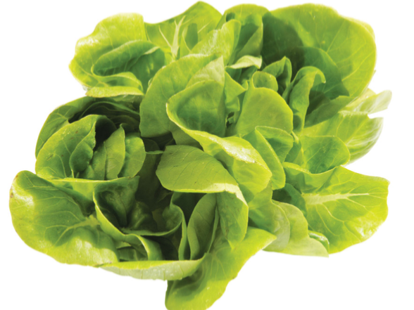 Lechuga