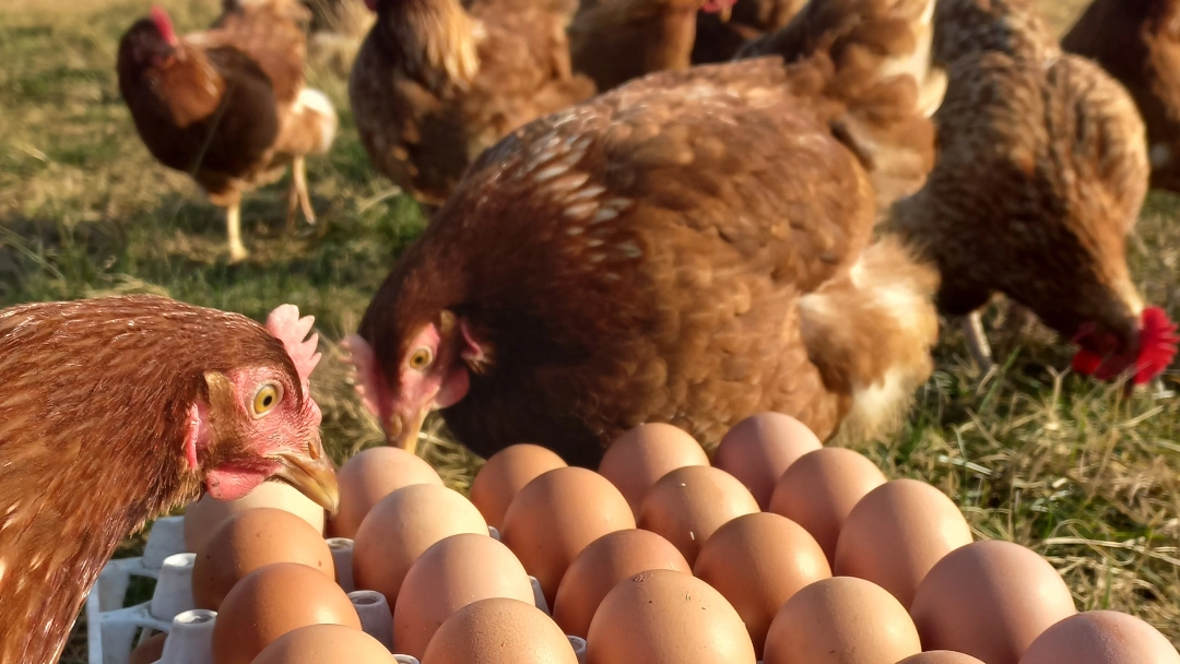 HUEVOS PASTORILES MAYORISTA