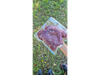 Higado de pollo pastoril (500 gr)