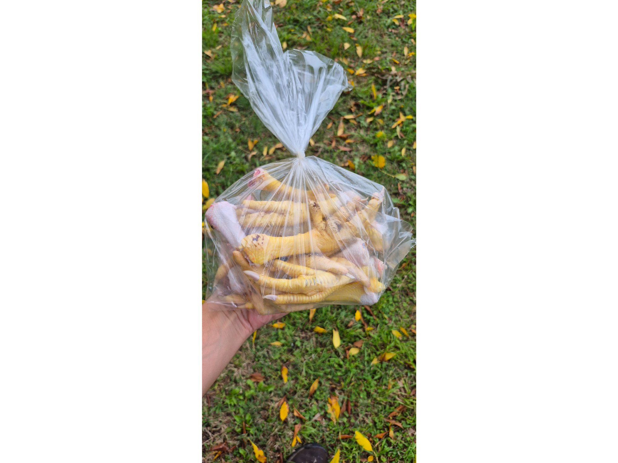 Garras de pollo pastoril por docena