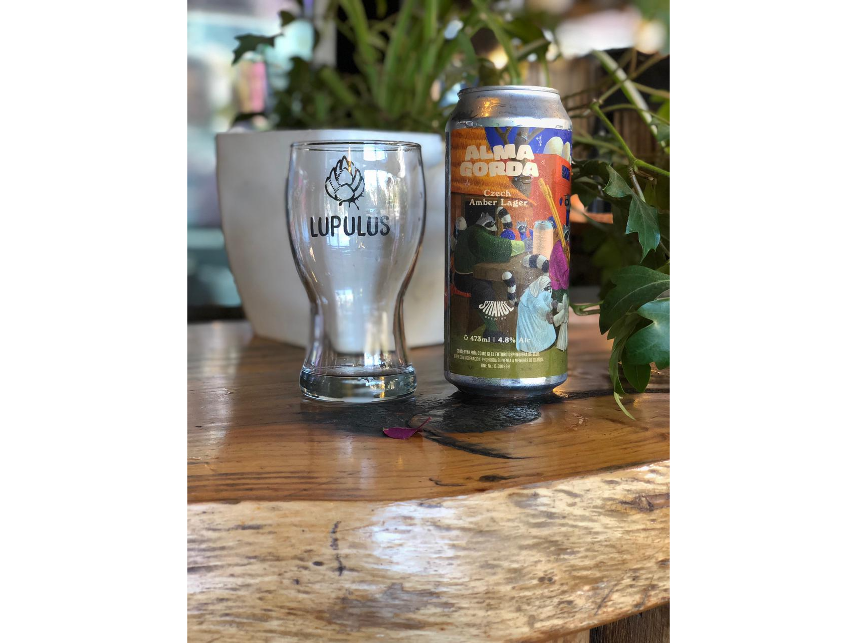 Alma Gorda - CZECH AMBER LAGER de LupulusPatio