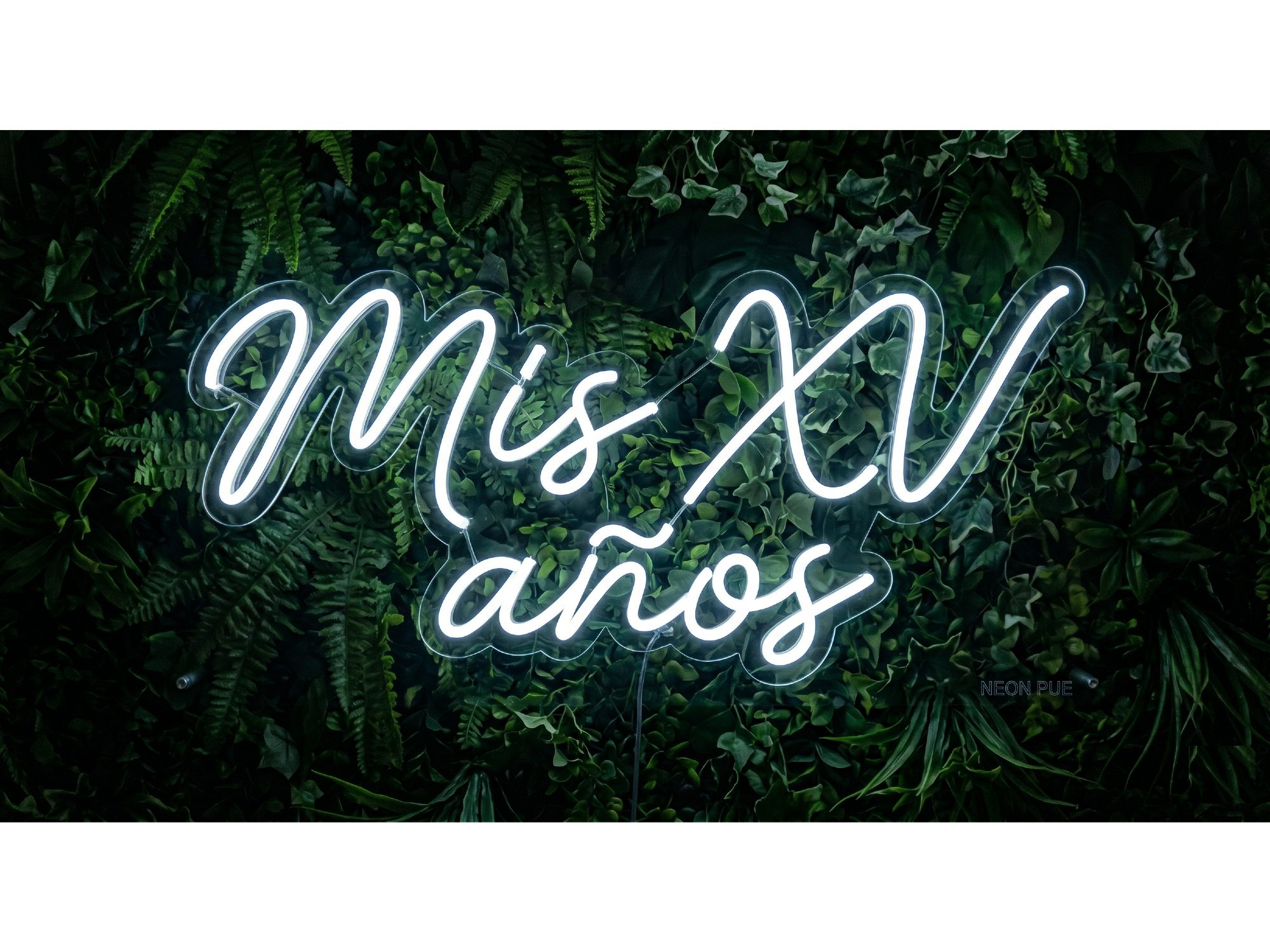 MIS XV