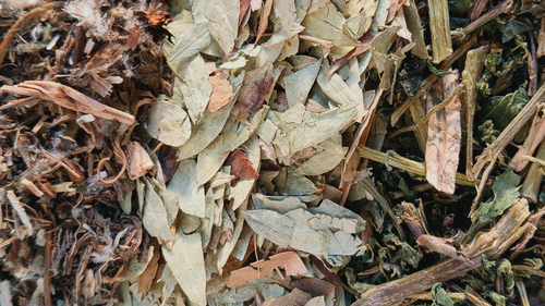 HERBORESTERÍA, BOTÁNICOS, HIERBAS
