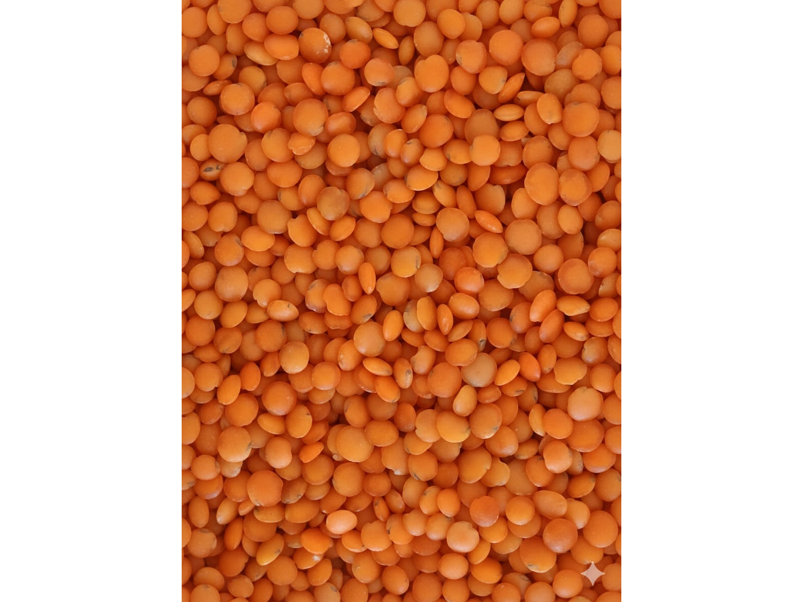 LENTEJAS ROJAS TURCAS